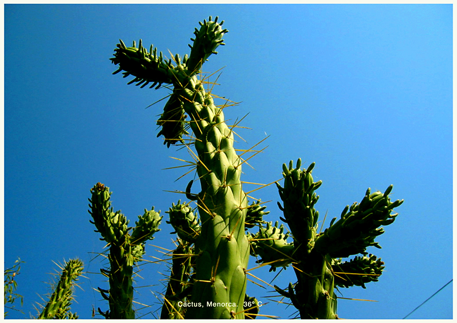 http://www.andresflajszer.com/files/gimgs/41_cactus-copiar.jpg